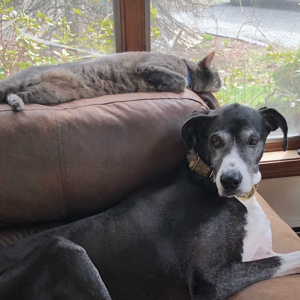 Meet your Posher, Chyral